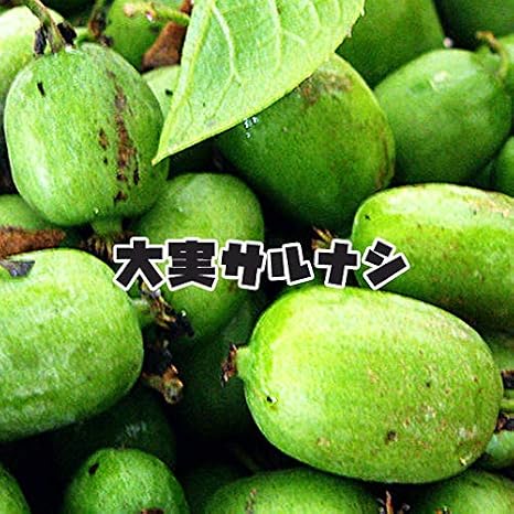 Amazon 大実サルナシ ポット苗 果物