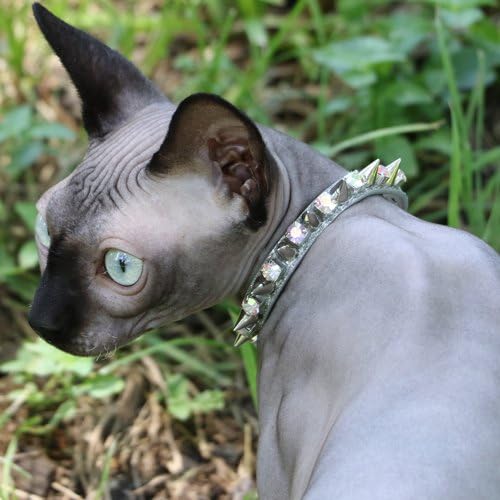 cat with spiked collar