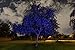 Commercial Grade Series Sparkle Magic Indigo Twilight (Blue) Illuminator Laser Light, Landscape Laser Lights, Christmas Laser Lights