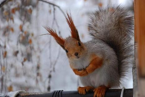 Amazon Co Jp リスの壁紙 動物の壁紙 10562 キャンバス ステッカー 印刷 壁紙ポスター はがせるシール式 写真 特大 絵画 壁飾り50cmx33cm ホーム キッチン