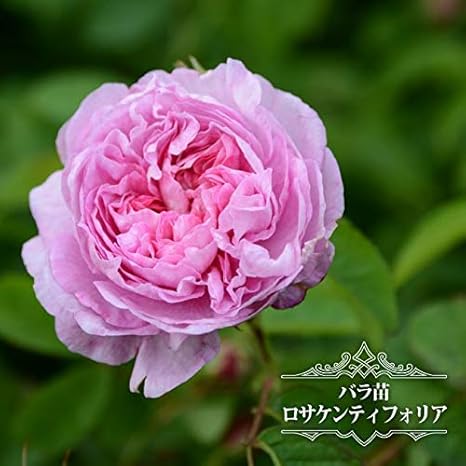 Amazon バラ苗 ロサケンティフォリア 大苗 オールドローズ Old ピンク 薔薇 バラ苗木 Np 花