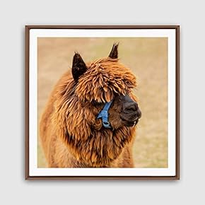 Framed Canvas Wall Art Alpaca Canvas Prints Home Artwork Decoration for Living Room,Bedroom - 16x16 inches