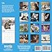 unp 2020 Cats Wall Calendar by Bright Day, 16 Month 12 x 12 Inch, Cute Kitten Animals Feline