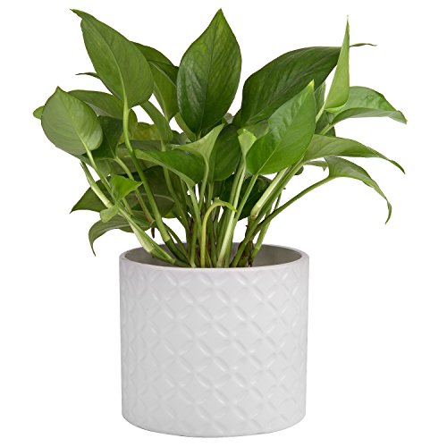 Amazon.com : 5-Inch White Ceramic Round Succulent Plant ...