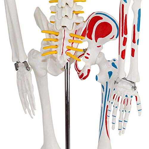 ZQDL 85CM Human Skeleton Model with The Half-Muscle Coloring Point Spine Nerve Medical Teaching Equipment - Thumbnail 6