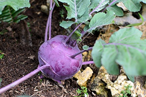 Kohlrabi Delikates Blauer - seeds