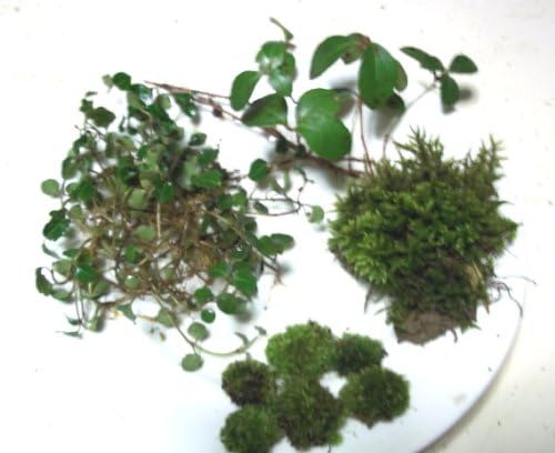 Live Fairy Garden Assortment for Terrariums - Tree Moss, Small Cushions, Partridge Vines, Teaberry Plants