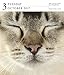Cat Page-A-Day Gallery Calendar 2017