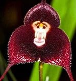 FD1402 10 Seeds Fresh Rare Red monkey Face Orchid Seeds Beautiful Flowers seeds