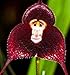 FD1402 10 Seeds Fresh Rare Red monkey Face Orchid Seeds Beautiful Flowers seeds