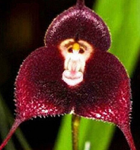 FD1402 10 Seeds Fresh Rare Red monkey Face Orchid Seeds Beautiful Flowers seeds FD1402 10 Seeds Fresh Rare Red monkey Face Orchid Seeds Beautiful Flowers seeds
