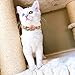 Pack of 3 Cat Flower Collar - Breakaway Small Dog Collars with Bell