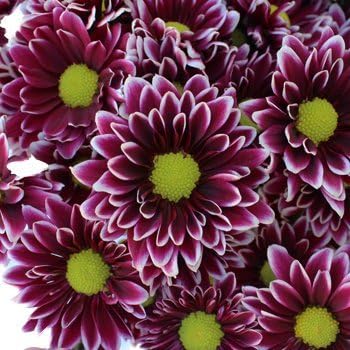 Orinoco Burgundy Chrysanthemum 40 Seeds (Asteraceae) Upc 647923989151 + 1 Free Plant Marker
