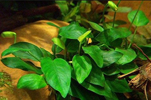 Greenpro (Anubias Nana Petite Lava Stone) Anubias, Java Fern, Moss and More! Freshwater Live Aquarium Plants on Driftwood for Aquatic Tropical Fish Tank Decorations - Easy to Drop - Thumbnail 5