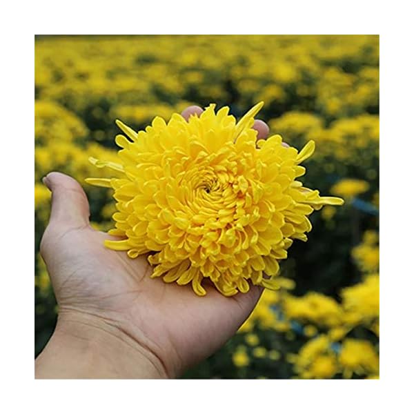 Chinesischer Kräutertee Bio Gelber Chrysanthementee Neuer Dufttee Grüner Tee Gesundheitswesen Blumentee Hochwertiges… – Bild 4