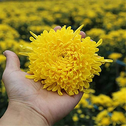 Chinesischer Kräutertee Bio Gelber Chrysanthementee Neuer Dufttee Grüner Tee Gesundheitswesen Blumentee Hochwertiges… – Bild 4