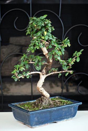 Fukien Tea Bonsai with 6" Ceramic Pot old specimen, 10" - 12" tall Mature Bonsai