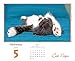 Cat Naps 2017 Boxed/Daily Calendar