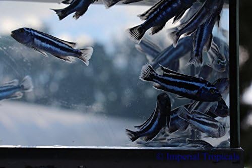 (5) Maingano Pseudotropheus Malawi African Cichlids - FREE S&H!