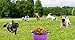 Pop-up Dog Bowl & Pet Bowl - Collapsible Travel Silicone Camping Crate Dish Bowl - 2 Cup Set - Pink/Purple, Small by KIQ