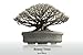 Bonsai Trees