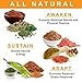 RECHARGE24 AM Nootropics Brain Supplement - Energy Pills for Focus Memory & Clarity - Natural Organic Ashwagandha Maca Root and Ginseng - Thyroid Support - Smart Brain Health Supplement 30 Day Supply