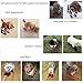 royalwise Anti-Slip Winter Dog Boots Pet Shoes Soft Stockings Paw Protector Booties for Small Dogs (M, SprRose)