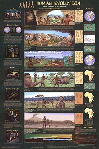 Laminated Human Evolution Educational Science Chart Poster Laminated Poster 24 x 36in