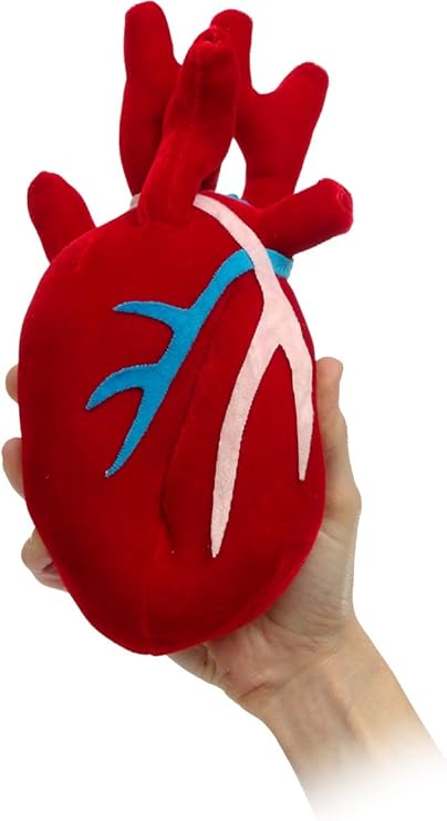 anatomical heart plush