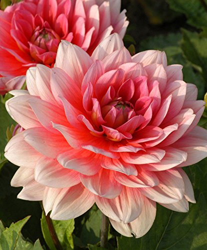 Dahlia"Berliner kleenesche und positive &lsquo;(2 Knollen), der Zwerg