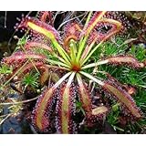 9GreenBox - Cape Sundew Plant - 3'' Pot