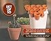 Juvale 10-Pack 2-Inch Mini Terracotta Pots with Drainage Holes for Succulents, Plants, Herbs, and Flowers, Small Clay Pot Planters for Indoor and Outdoor Gardening, Crafts