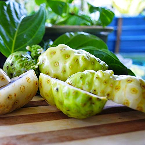 Squeeze Dried Noni to Go Sticks, Hawaiian Noni and Green Tea Blend, AntioxidantRich, AntiAging