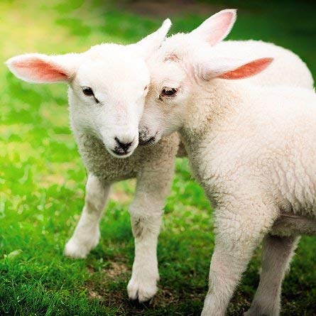 Ani'mates 3D Holographic Card - Lambs