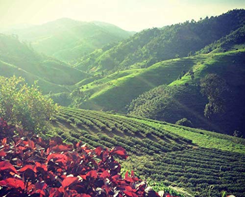 dreikraut Gui Hua - Edler Oolong-Tee mit Osmanthus-Blüten, 100g, aus Nord-Thailand, handverlesen, naturbelassen – Bild 5