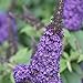 Pugster Blue Butterfly Bush - 4" Pot - Buddleia - Proven Winners