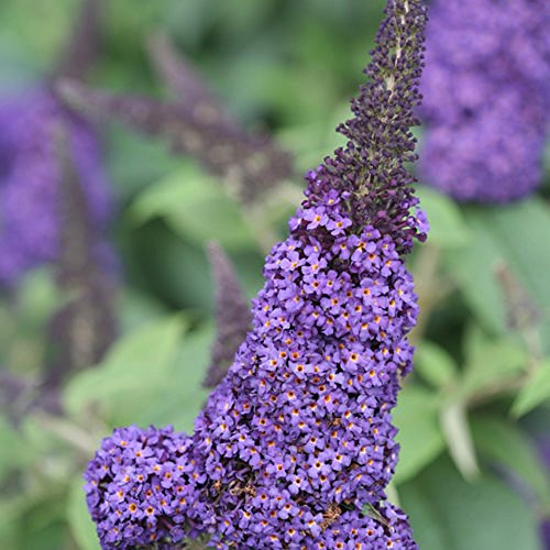 Pugster Blue Butterfly Bush - 4 Pugster Blue Butterfly Bush - 4