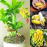 1500 Banana Seeds for Planting Mini Baby Bonsai