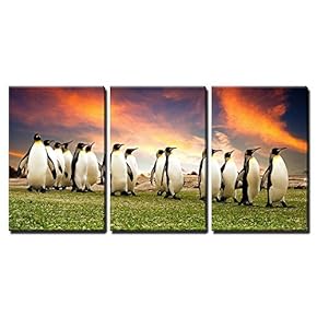 3 Piece Canvas Wall Art - King Penguins in The Falkland Islands - Modern Home Art Stretched and Framed Ready to Hang - 16"x24"x3 Panels