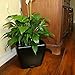Window Garden Aquaphoric Self Watering Planter (11”) + Fiber Soil = Foolproof Indoor Home Garden. Modern Decorative Planter Pot for House Plants, Flowers, Herbs, Vegetables, Tropical. Easy
