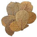 Tantora Premium Grade Catappa Indian Almond Leaves Size Medium 10 Leaves 13-18cm