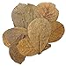Tantora Premium Grade Catappa Indian Almond Leaves Size Medium 10 Leaves 13-18cm