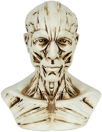 MISHIN Human Model Skull Head Muscle Bone Medical Artist Drawing Study,4"