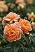 at Last Rose Bush - 4" Pot - Fragrant, Disease-Resistant Rose! - Proven Winners