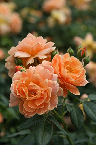 at Last Rose Bush - 4 at Last Rose Bush - 4