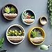 RRSHUN Round Glass Wall Planter, Wall Vase Planter Circle Flower Metal Iron Indoor Vertical Container Wall Hanging Home Decthumb 4