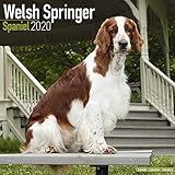 Welsh Springer Spaniel Calendar - Dog Breed Calendars - 2019 - 2020 Wall Calendars - 16 Month by Avo by