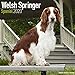 Welsh Springer Spaniel Calendar - Dog Breed Calendars - 2019 - 2020 Wall Calendars - 16 Month by Avo by