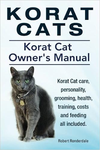 korat cat for sale near me