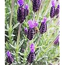 French Lavender Plants 13cm pot. Lovely scented foliage Attractive to bees